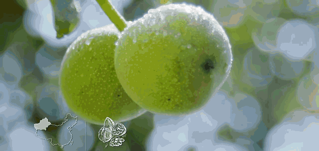 14.gif